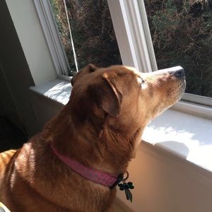 Meet your Posher, Anna